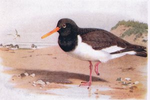 Huîtrier pie, tiré de Birds of the British Isles and Their Eggs publié par Frederick Warne & Co Ltd, 1958 - Archibald Thorburn